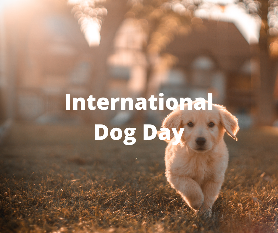 International Dog Day How We Can Celebrate Super PawBox