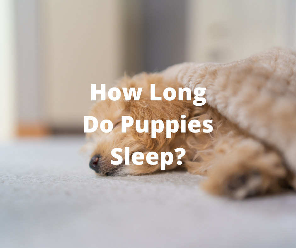 How Long Do Puppies Sleep For Super PawBox