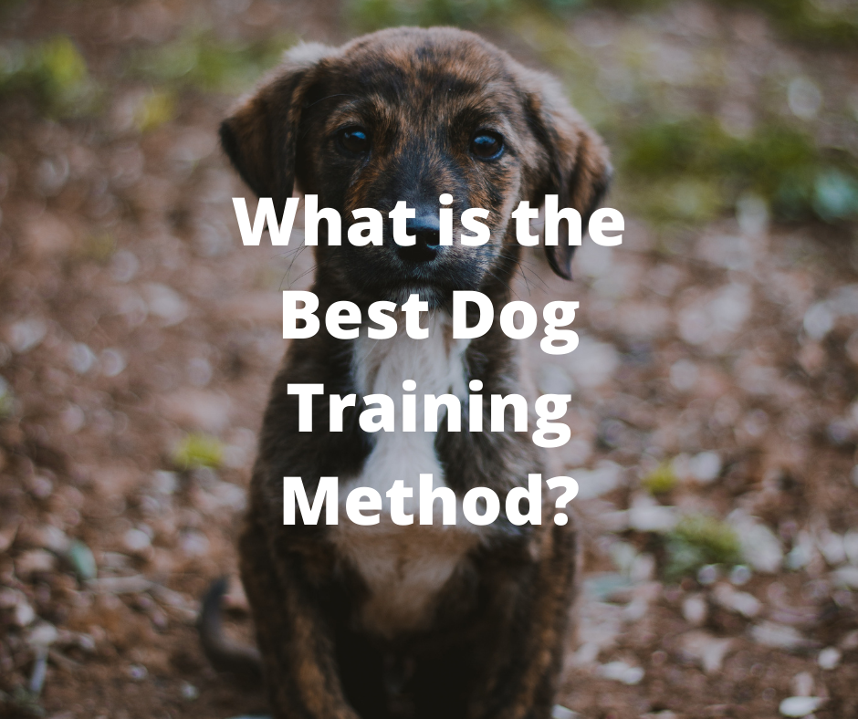 What is the Best Dog Training Method Super PawBox