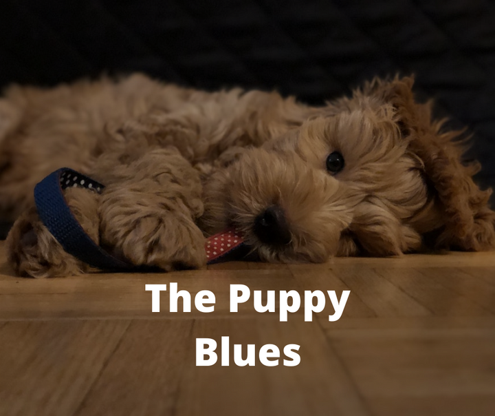 maltese light brown puppy laying sleepily on hardwood floor