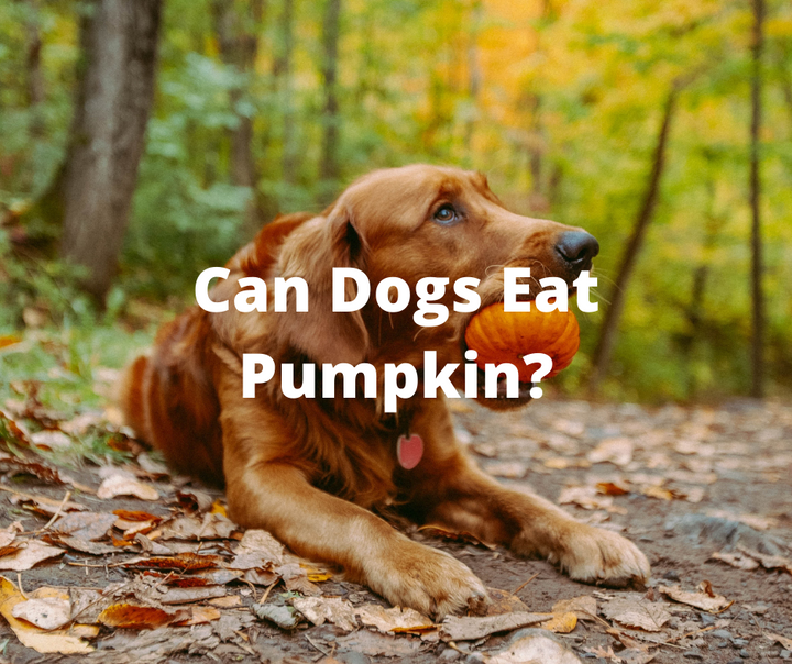 Can dogs eat pumpkin? - Super PawBox