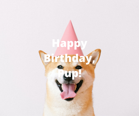 dog smiling with tongue out wearing a pink party hat