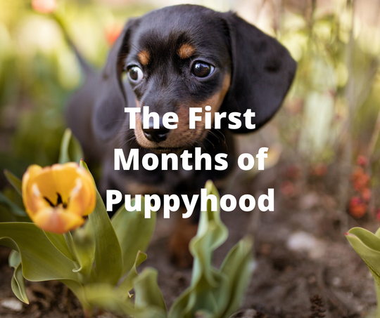 First Months of Puppyhood - Super PawBox