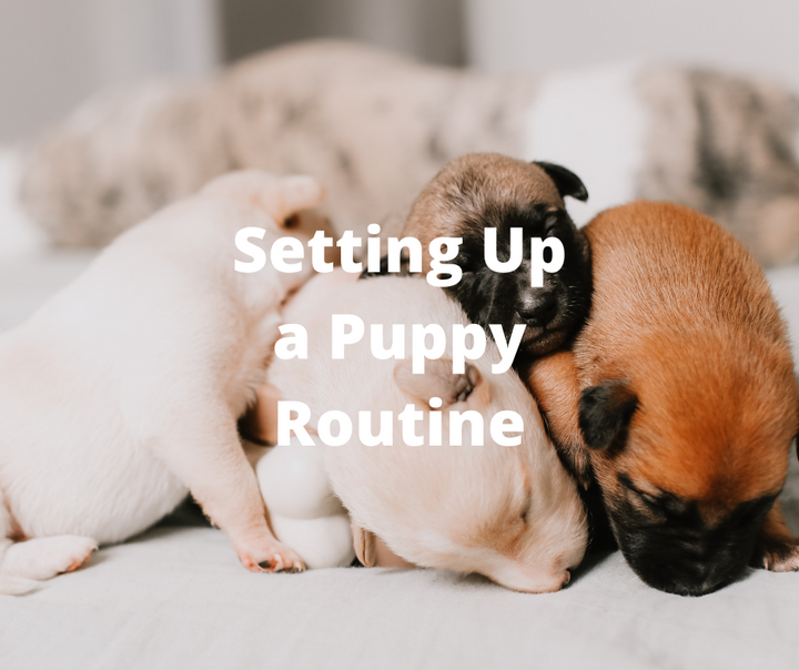 How often do i need to feed my puppy hot sale